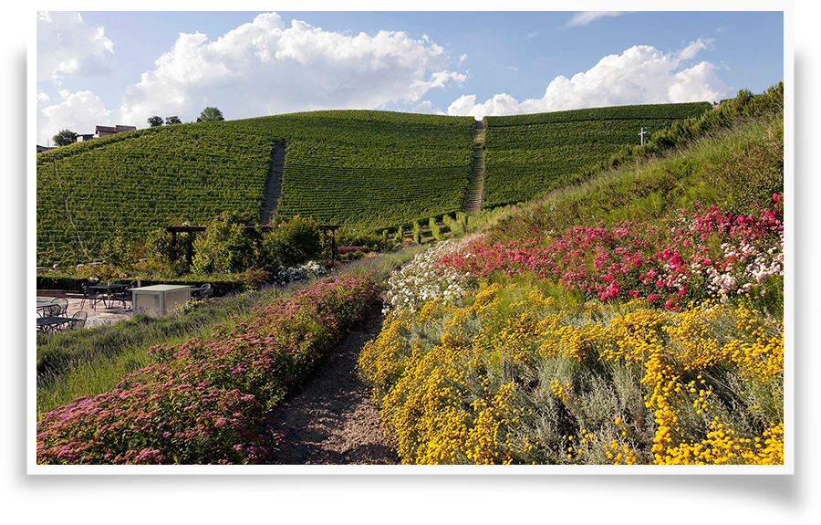 Aromatic Garden
