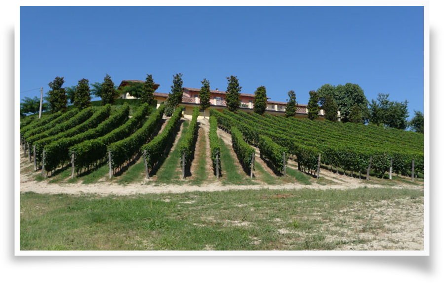 Experimental Vineyard